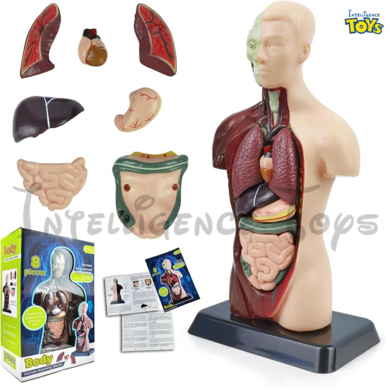 Human Anatomy Model Skeleton (2)