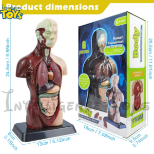 Human Anatomy Model Skeleton (3)