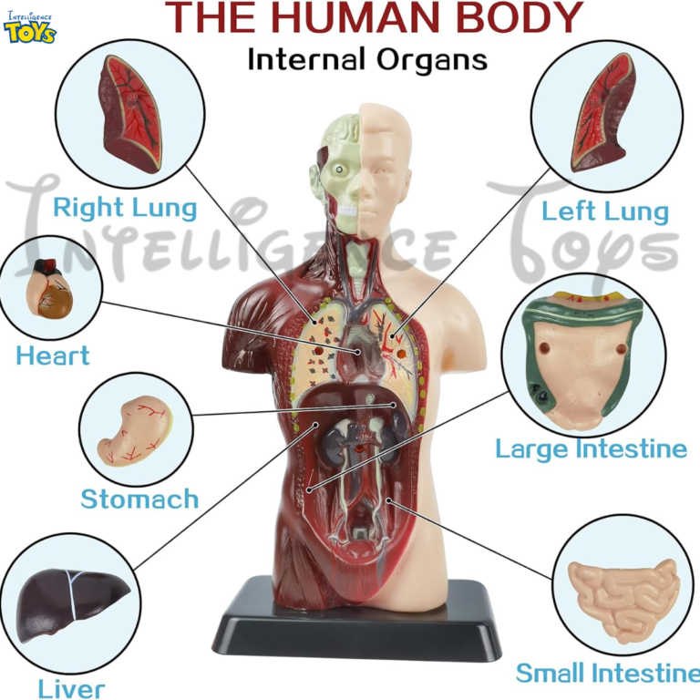 Human Anatomy Model Skeleton (5)