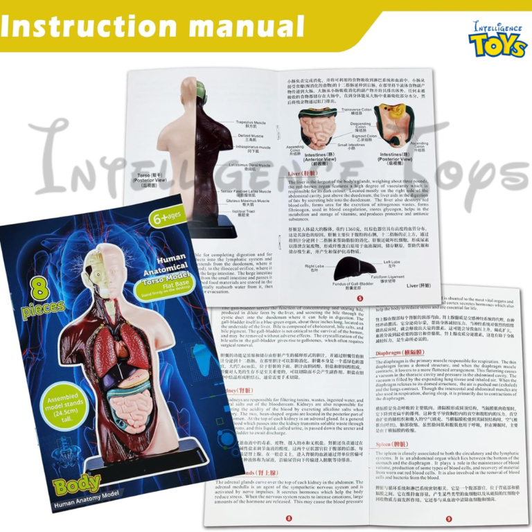 Human Anatomy Model Skeleton (6)
