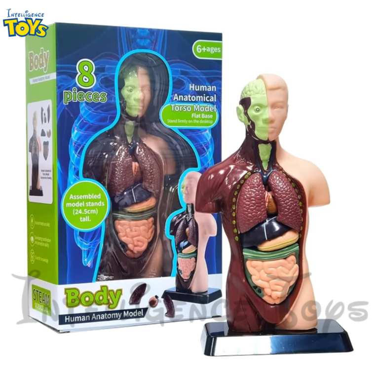 Human Anatomy Model Skeleton